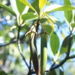 Bruguiera gymnorrhiza – Mangrovia tropicale – detta Tongo